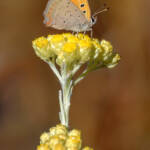 Martin Gallego &raquo; Papallona Lycaena phlaeas, coure comú, sobre flors de sempreviva, Helichrysum stoechas.