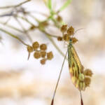 Martin Gallego &raquo; Nemoptera bipennis, fada.