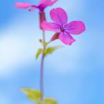 Martin Gallego &raquo; Flor de Lunaria annua, monedes de plata.