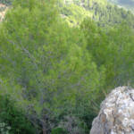 justPictures &raquo; Mancor de la Vall (#6906)