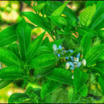 El divino paciente » De Aqui, de Alli, de Todas Partes