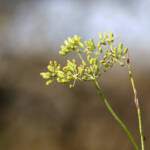 El diletant perplex &raquo; brots tardans