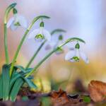 Martin Gallego » Galanthus nivalis, lliri de neu.