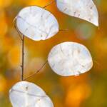 Martin Gallego &raquo; Monedes de plata, fulles seques de Lunaria annua.
