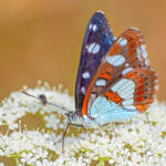 Martin Gallego » Limenitis reducta, nimfa mediterrània