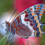 Martin Gallego » Charaxes jassius, papallona de l'arboç.