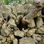 justPictures &raquo; Mancor de la Vall (#6908)