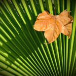 Miguelemele » Sombra