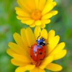 Martin Gallego » Coccinella septempunctata, marieta de set punts.