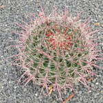 Lumen imago » Cactus