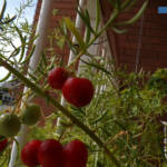 Podi és podi &raquo; Bacche di asparago - Bayas de espárrago