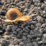 Miguelemele » Al trasluz