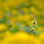 Martin Gallego &raquo; Ophrys lutea, també dita abellera groga.