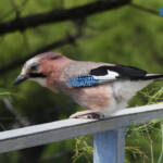 Podi és podi &raquo; Ghiandaia - Arrendajo (Garrulus glandarius)