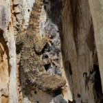 Miguelemele &raquo; Camuflada