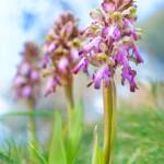 Martin Gallego &raquo; Himantoglossum robertianum, mosques grosses