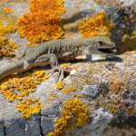 Miguelemele &raquo; Rabilarga