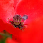 Miguelemele » Rojo intenso