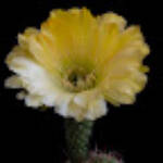 Toni &raquo; Flor de Cactus 04