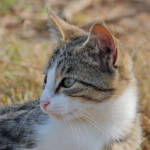 Miguelemele » Psst, mira