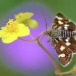 Martin Gallego &raquo; Eurrhypis pollinalis, una petita arna amb hàbits diürns.