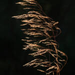 Martin Gallego &raquo; Contrallum