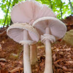 Martin Gallego » Macrolepiota procera, apagallums.