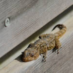 Miguelemele &raquo; Reptiliana