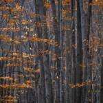 Martin Gallego &raquo; I la vida segueix