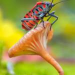 Martin Gallego &raquo; Spilostethus pandurus, xinxa roja.