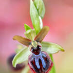 Martin Gallego &raquo; Ophrys passionis