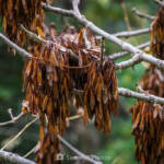 SantiMB Photos » Frutos secos