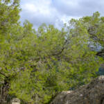 justPictures &raquo; Mancor de la Vall (#6905)
