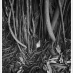 Clic clac foto! &raquo; ARRELS