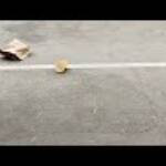 Generació...(imatges latents) » trash dancing