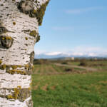 El diletant perplex &raquo; de la plana al Pirineu