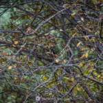 SantiMB Photos » Difícil de capturar