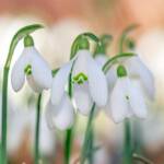 Martin Gallego » Galanthus nivalis, lliri de neu.