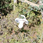 Lumen imago &raquo; La flor del bebé