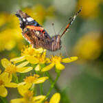 Martin Gallego » Papallones de tardor: Vanessa atalanta