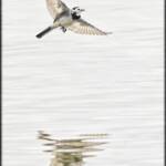 MinimalAbstract &raquo; Aves de la ribera