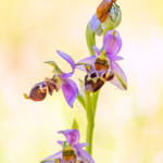 Martin Gallego » Escarbat Exosoma lusitanicum sobre orquídia silvestre Ophrys scolopax