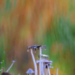 Martin Gallego &raquo; Coprinus atramentarius, bolet de femer