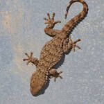 Miguelemele &raquo; En la chapa calentita