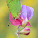 Martin Gallego » Callophrys rubi, verdeta de l'ull blanc.