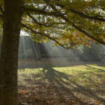 El diletant perplex &raquo; placidesa matinal