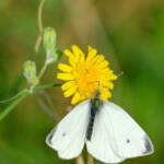 Miguelemele » Sorbete de flor