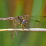 Martin Gallego &raquo; Femella de libèl·lula Crocothemis erythraea.
