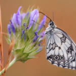 Martin Gallego » Melanargia lachesis, Escac ibèric