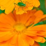 Martin Gallego &raquo; Nimfa de Tettigonia viridissima sobre flors de calèndula